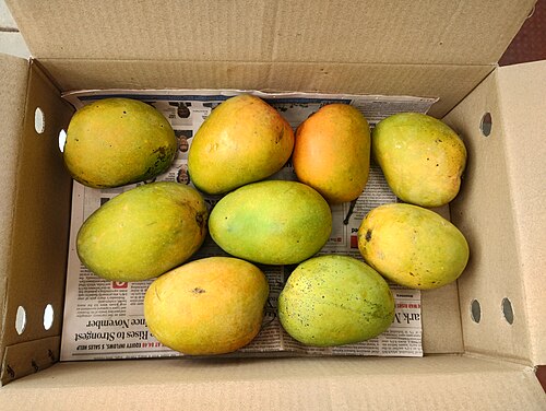 Alphonso mango